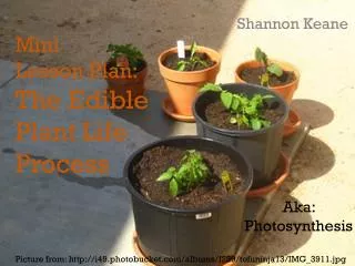 Mini Lesson Plan: The Edible Plant Life Process
