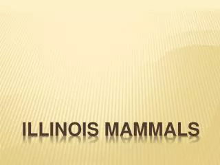 Illinois Mammals