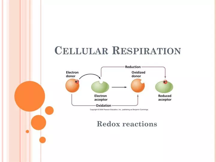 cellular respiration