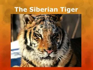 The Siberian Tiger