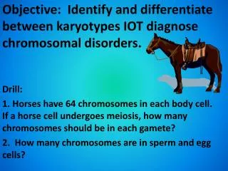 Objective: Identify and differentiate between karyotypes IOT diagnose chromosomal disorders.