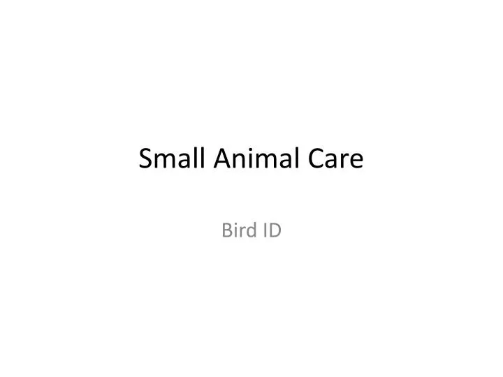 small animal care