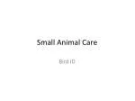 Small Animal Care - slide 1
