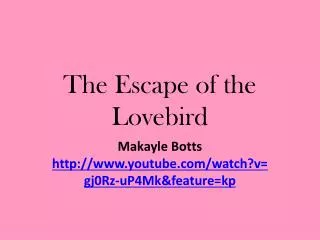 The Escape of the Lovebird