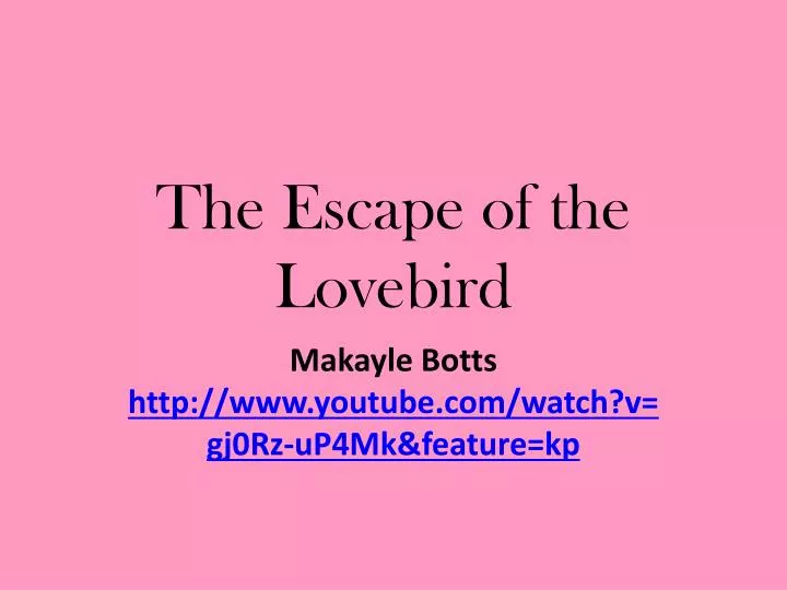the escape of the lovebird
