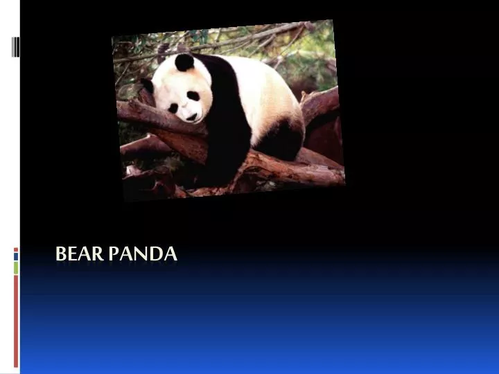 bear panda