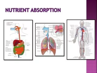 Nutrient Absorption