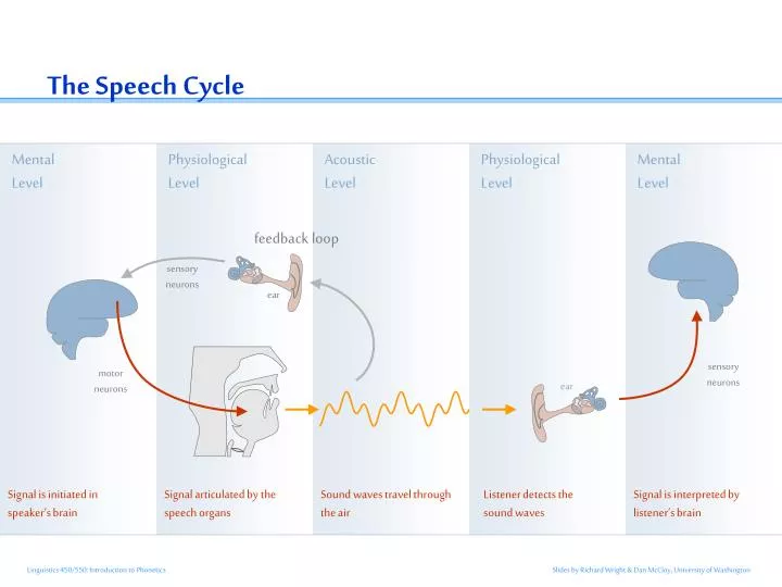 the speech cycle