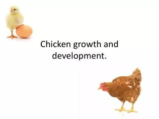 Chicken growth and development.