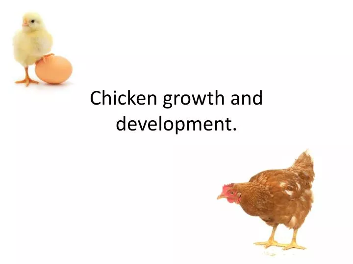 chicken growth and development