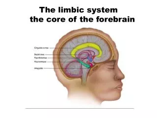 The limbic system the core of the forebrain