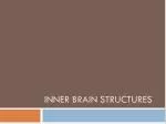 Inner Brain Structures