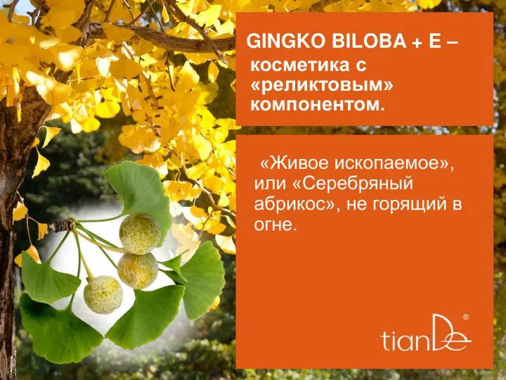 gingko biloba e