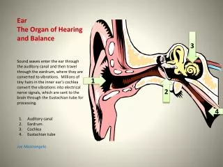 Ear The Organ of Hearing and Balance
