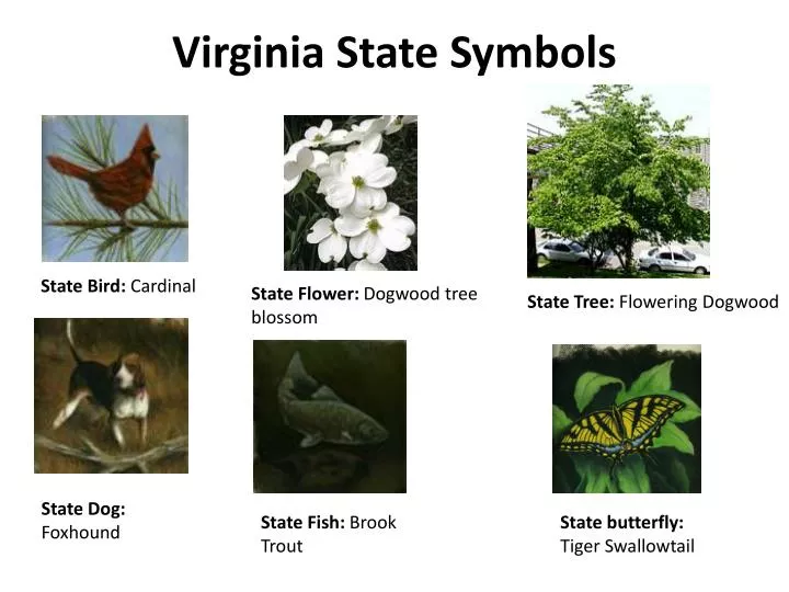 virginia state symbols