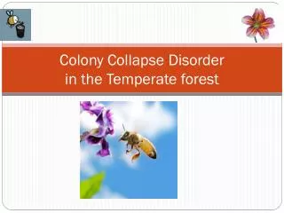 Colony Collapse Disorder in the Temperate forest