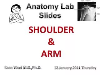 SHOULDER &amp; ARM