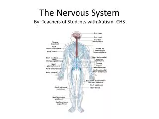 The Nervous System By: Teachers of Students with Autism -CHS