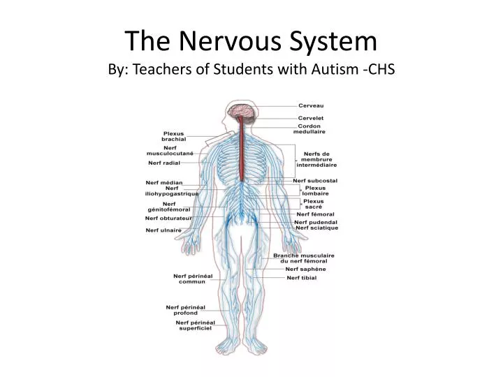 the nervous system by teachers of students with autism chs