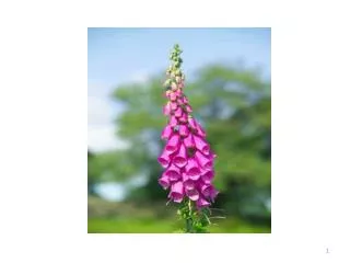 Foxgloves are very poisonous plants.