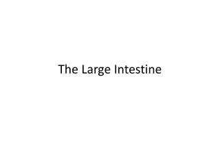 the large intestine