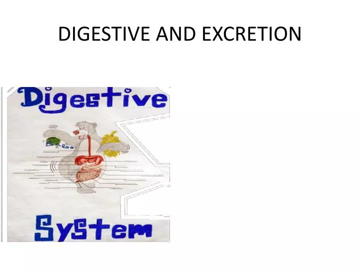digestive and excretion