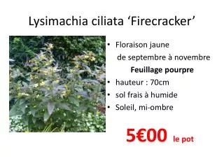 lysimachia ciliata firecracker