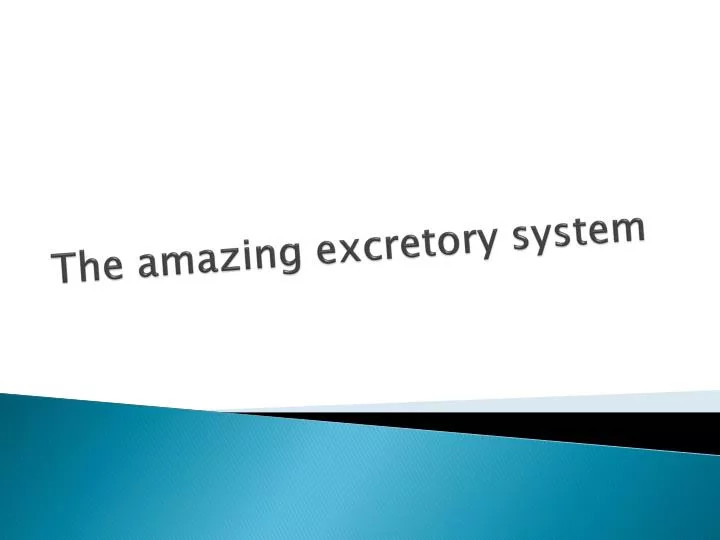 the amazing excretory system