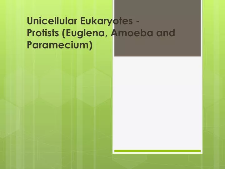 unicellular eukaryotes protists euglena amoeba and paramecium