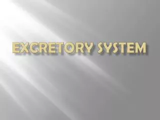 Excretory System