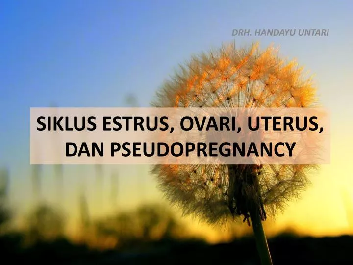 siklus estrus ovari uterus dan pseudopregnancy