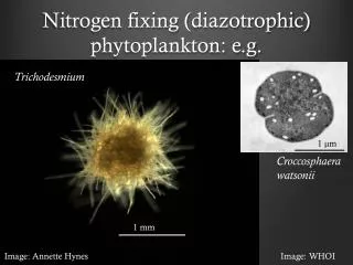 Nitrogen fixing ( diazotrophic ) phytoplankton: e.g.