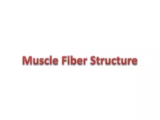 Muscle Fiber Structure