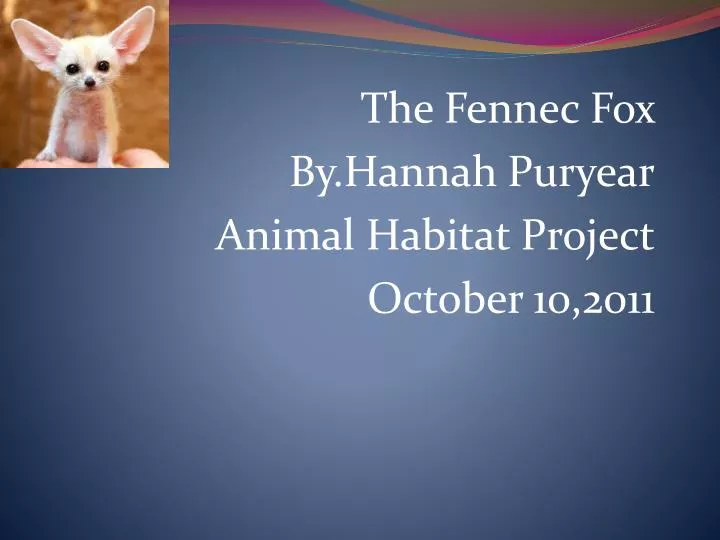 the fennec fox by hannah puryear animal habitat project october 10 2011