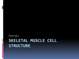 Skeletal Muscle Cell Structure