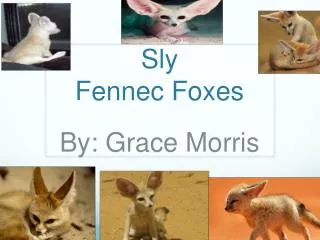 sly fennec foxes