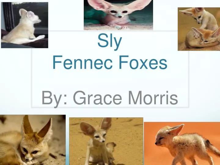 sly fennec foxes