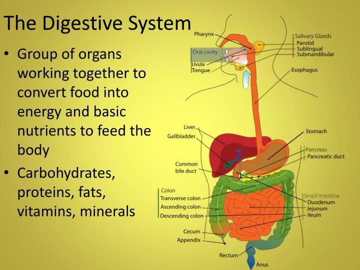 the digestive system