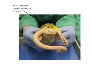 Anus: structured opening behind the scrotum
