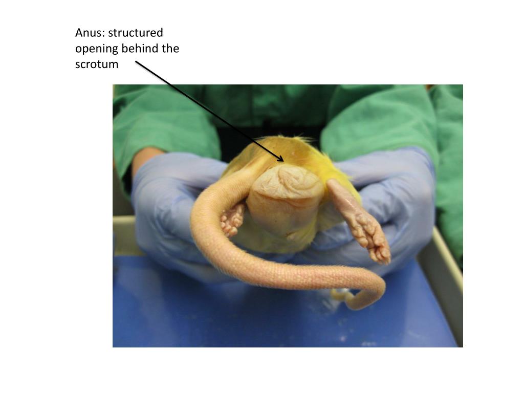 PPT - Anus: structured opening behind the scrotum PowerPoint