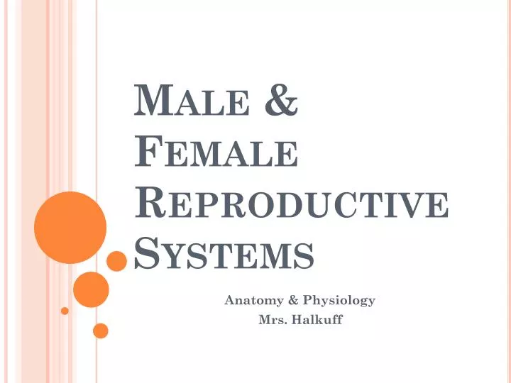 male female reproductive systems