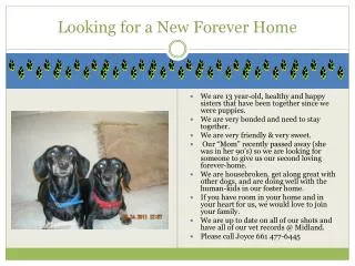 Looking for a New Forever Home