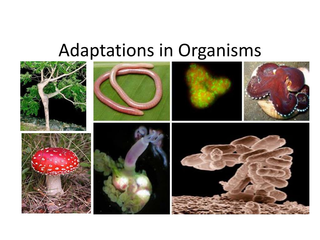 PPT - Adaptations in Organisms PowerPoint Presentation, free download ...