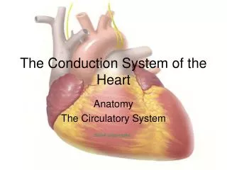 The Conduction System of the Heart