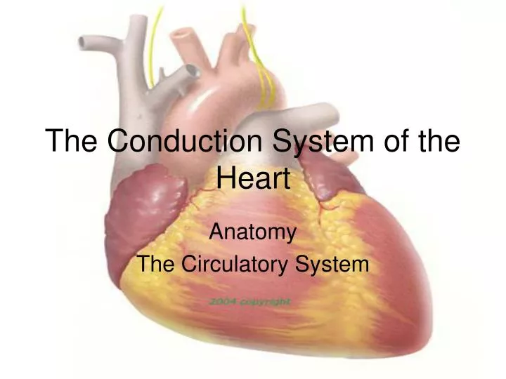 the conduction system of the heart