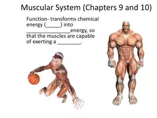 Muscular System (Chapters 9 and 10)