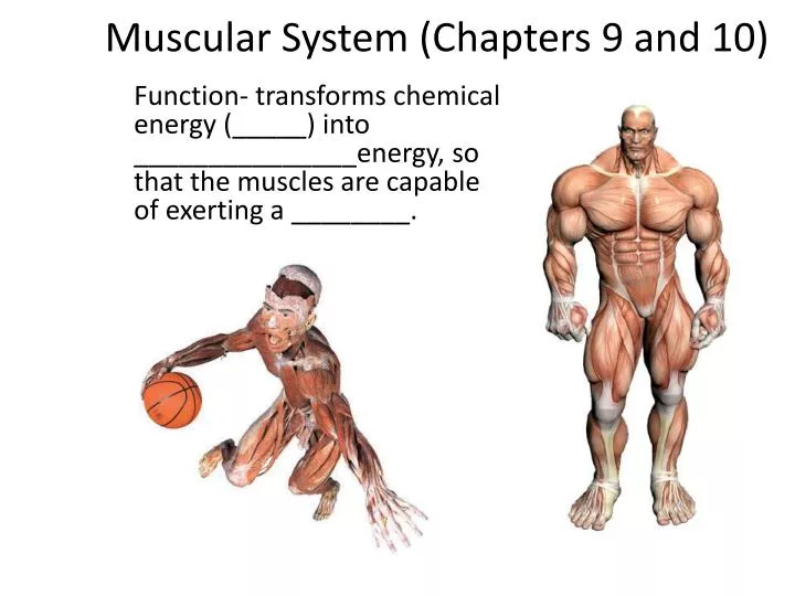 muscular system chapters 9 and 10