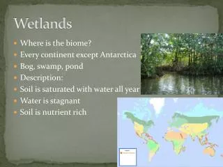 wetlands