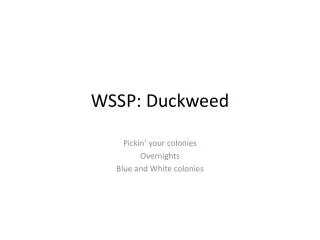 WSSP: Duckweed