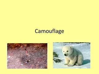 Camouflage